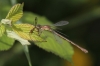 J01_0048 Lestes sponsa